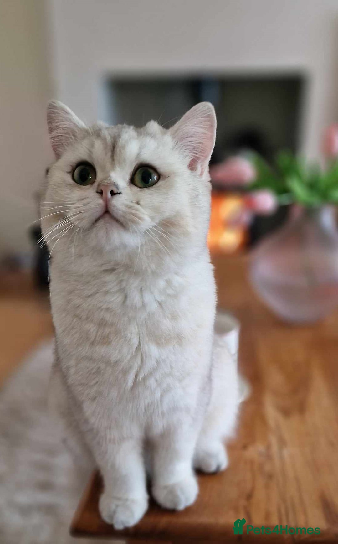 British Shorthair cats for stud: ❤ British Short Hair Active Stud ❤ Champion ❤ in Doncaster - Advert 13