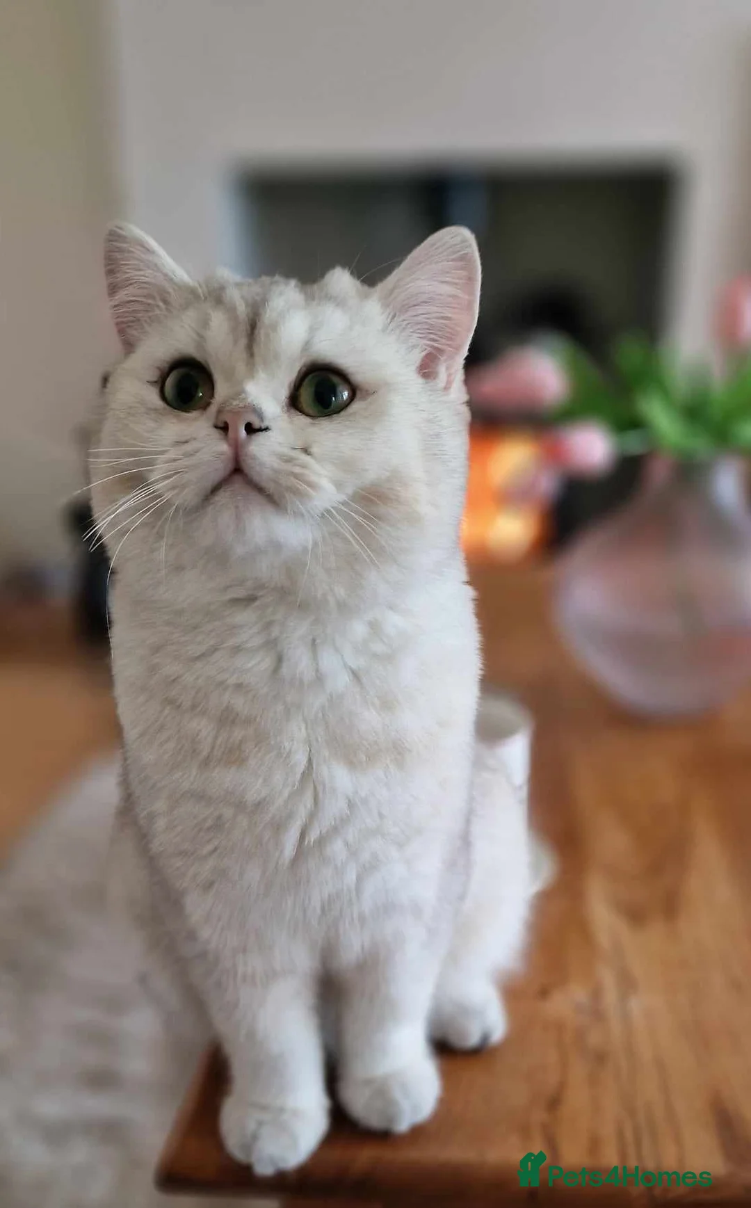 British Shorthair cats for stud: ❤ British ShortHair Active Stud ❤ Champion ❤ in Doncaster - Advert 12