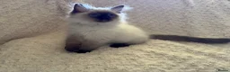 Ragdoll cats for sale: Stunning Ragdoll kittens - Advert 25