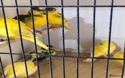Canaries birds for sale: Fife canaries for sale 2025 bred - Image 7
