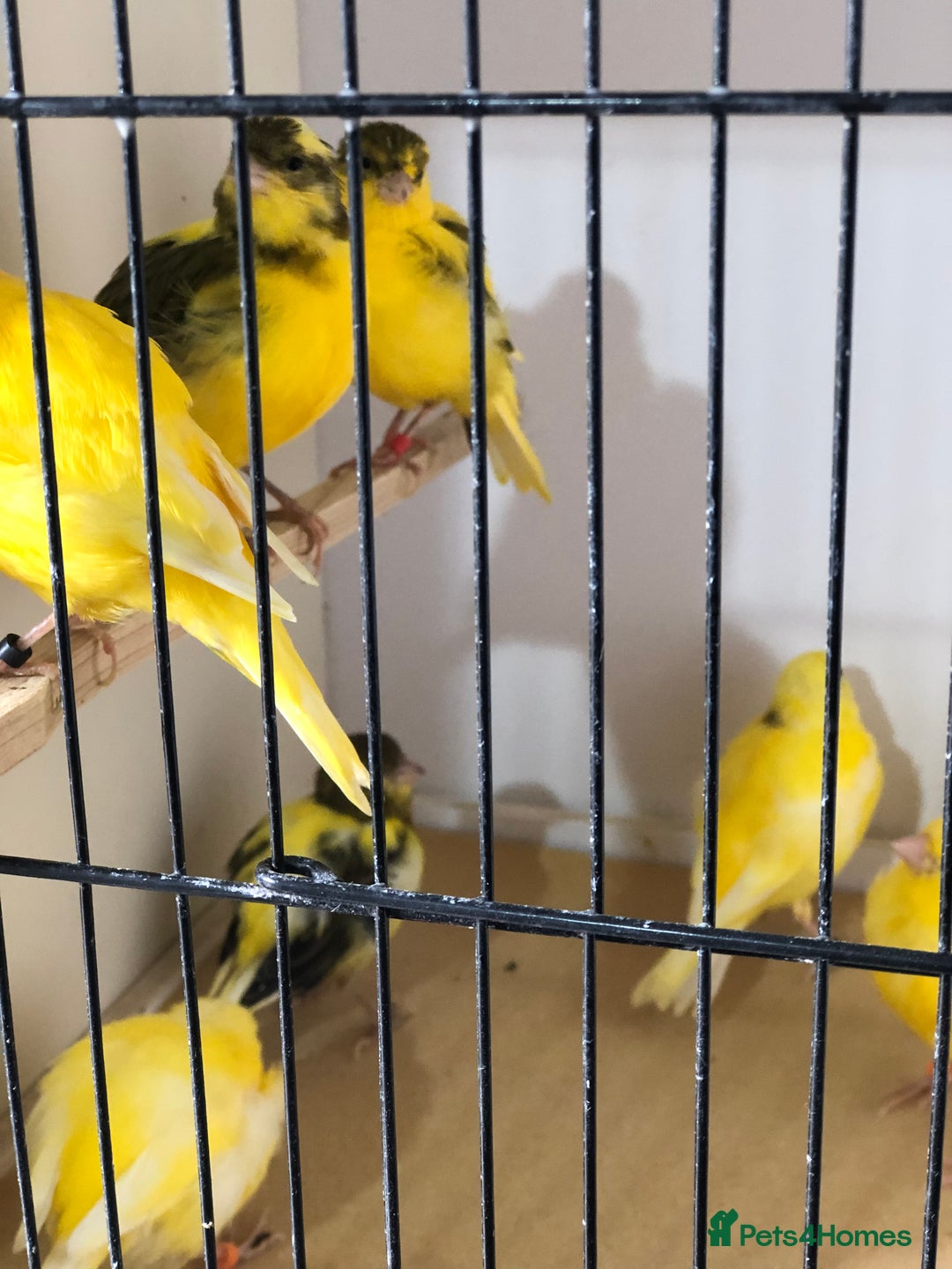 Canaries birds for sale: Fife canaries for sale 2025 bred - Image 7