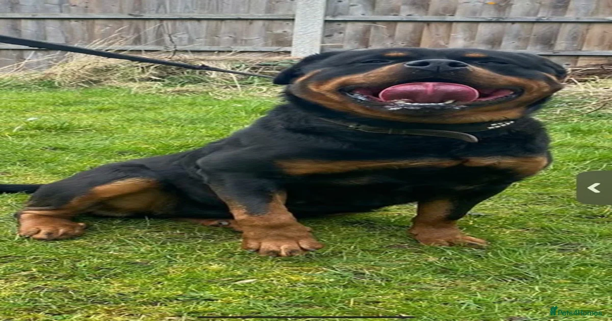 Rottweiler for sale in Leeds | Pets4Homes