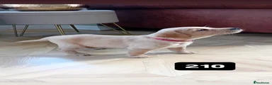 Labrador Retriever Puppy 7