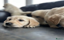 Golden Retriever dogs for sale: Beautiful Golden Retriever Puppies  - Image 23