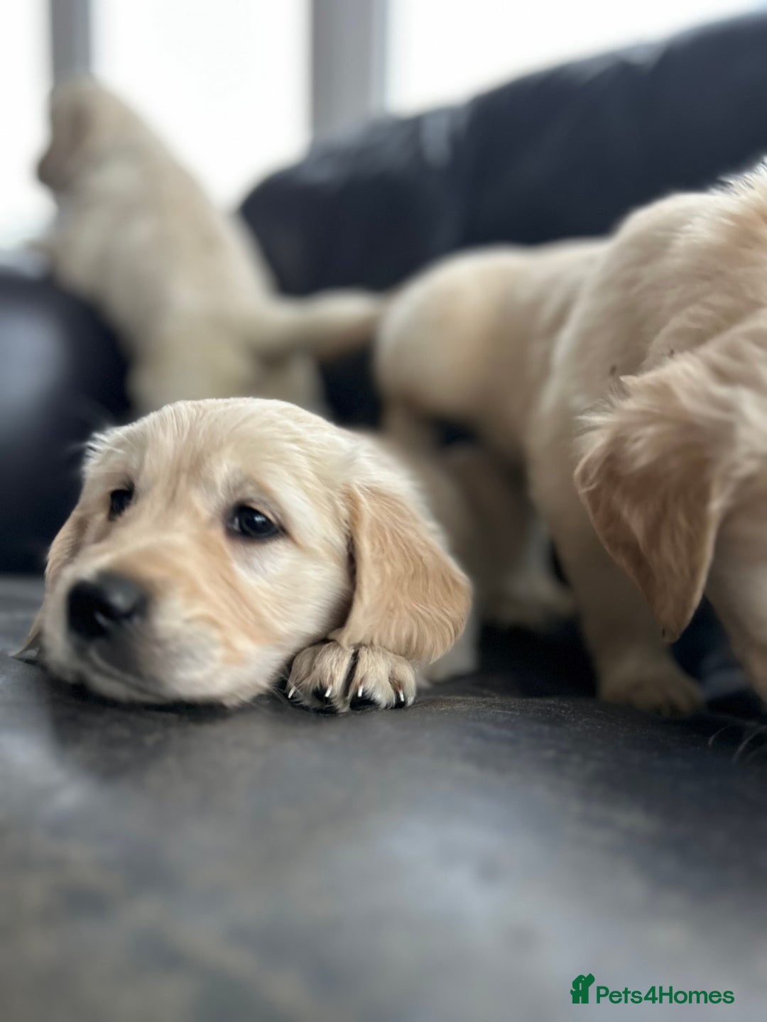 Golden Retriever dogs for sale: Beautiful Golden Retriever Puppies  - Image 23