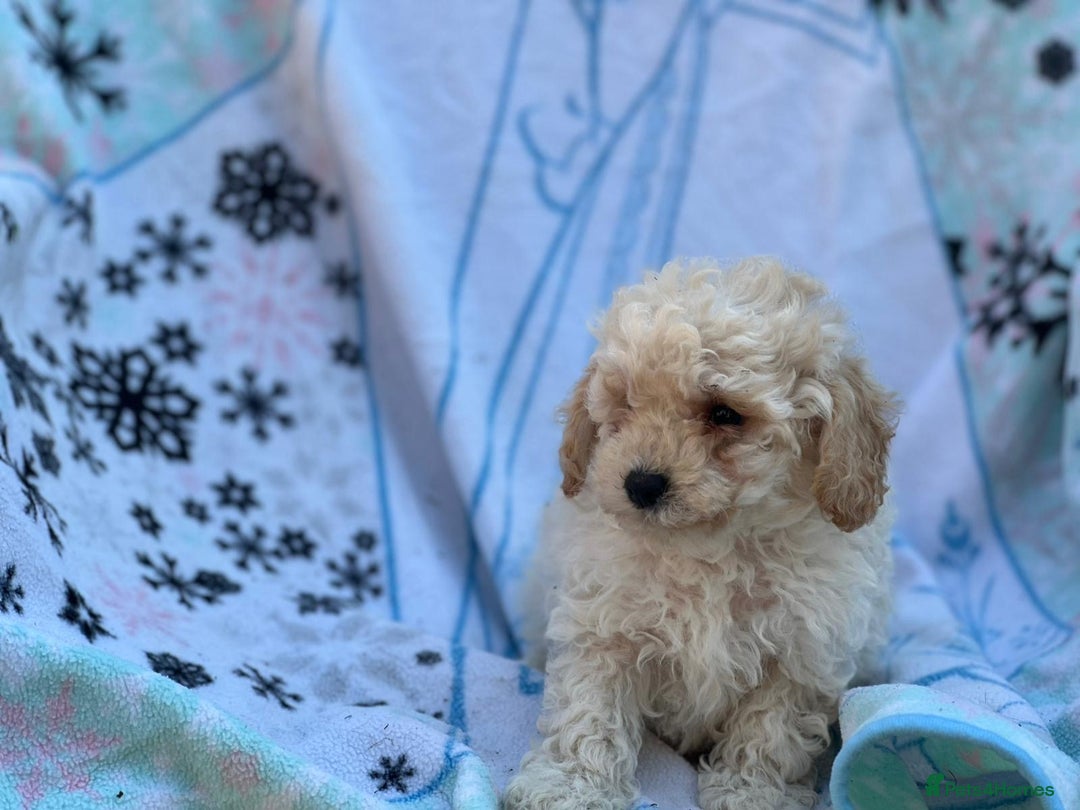 Poochon dogs for sale: Beautiful Poochons  - Image 11