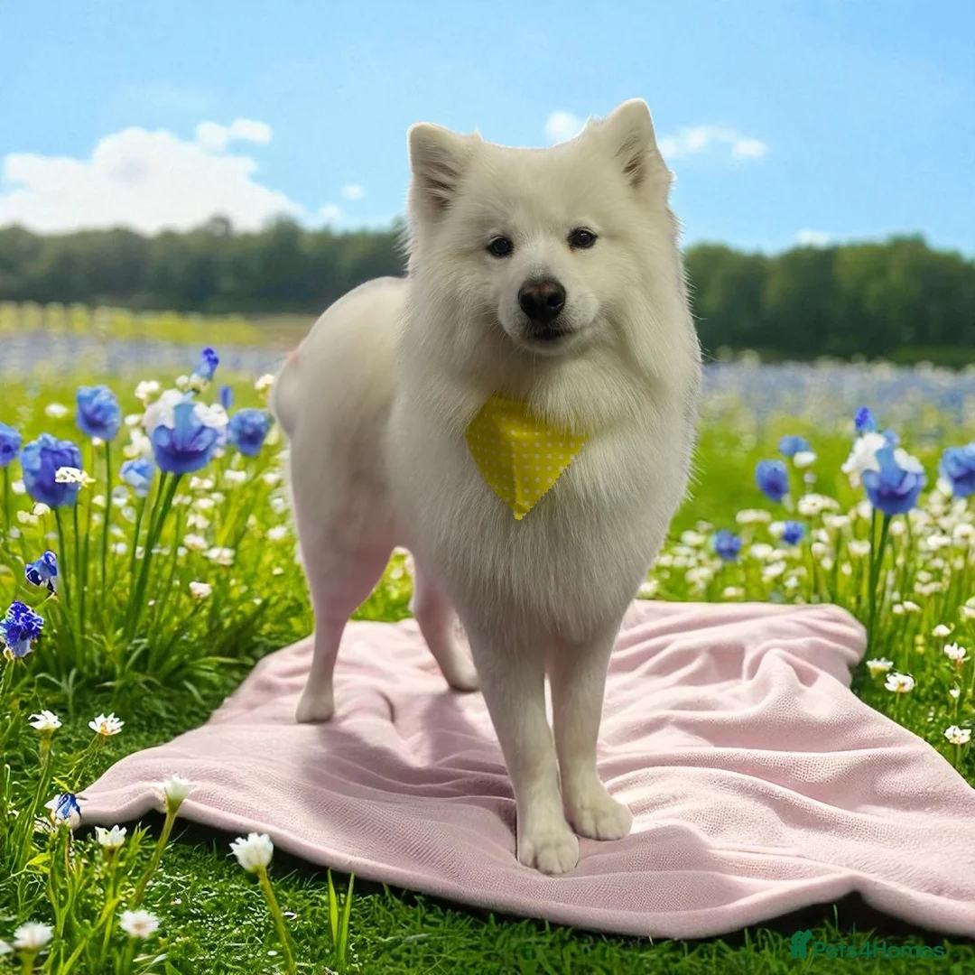 Samoyed dogs for stud: Stud Samoyed  - Advert 4