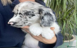 Border Collie dogs for sale: Beautiful Border Collie x Springer Spaniel Puppies - Image 16