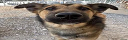 Mixed Breed dogs for adoption: Ted (German Shepherd mix) in Chesterfield - Advert 13