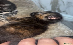 British Longhair cats for sale: 2  black and ginger girls  - Image 4