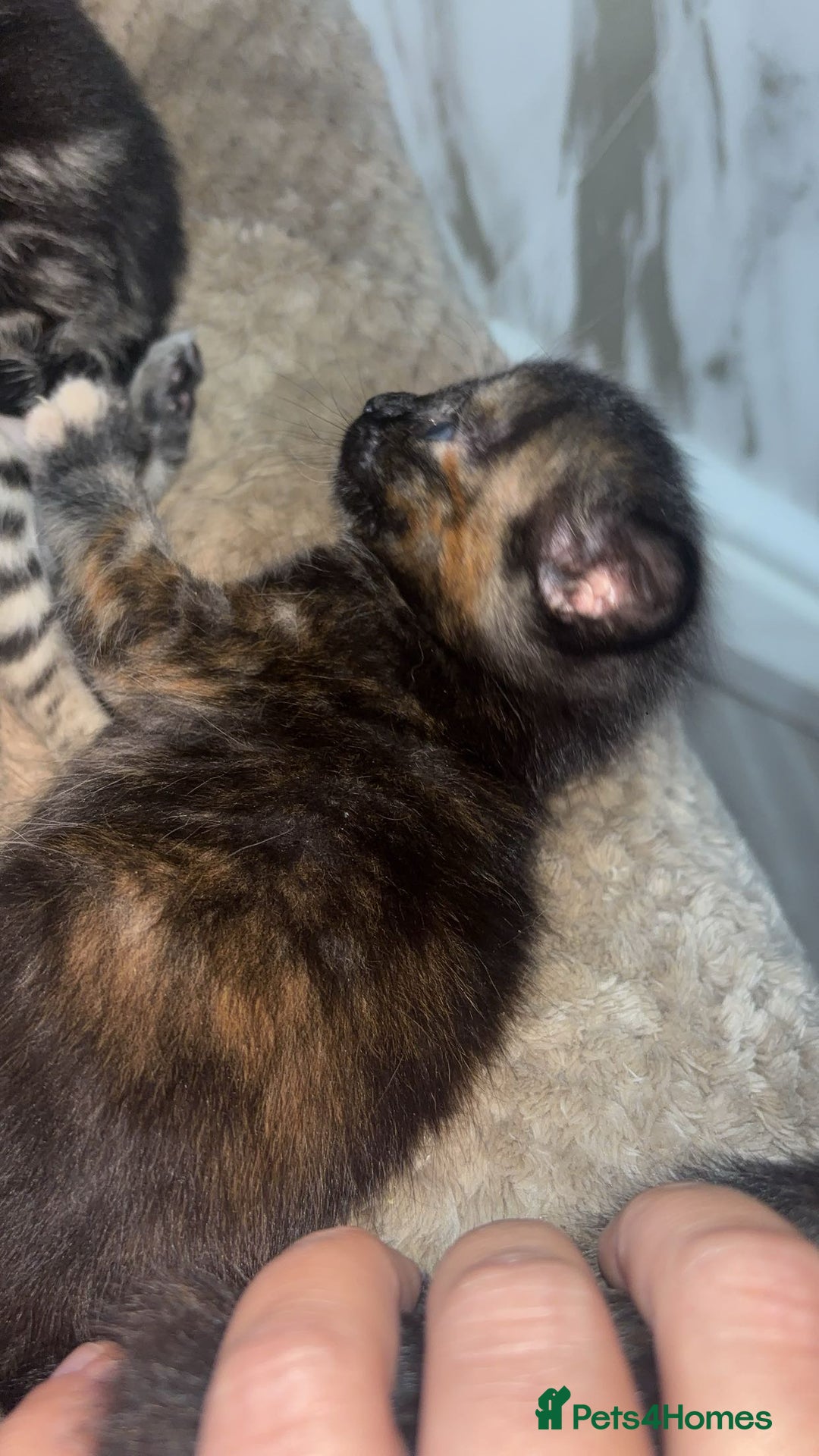 British Longhair cats for sale: 2  black and ginger girls  - Image 4
