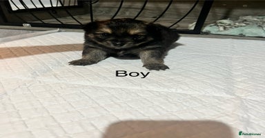 Pomeranian dogs - Advert 3