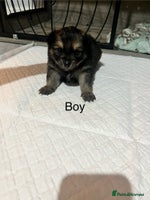 Pomeranian dogs - Advert 3