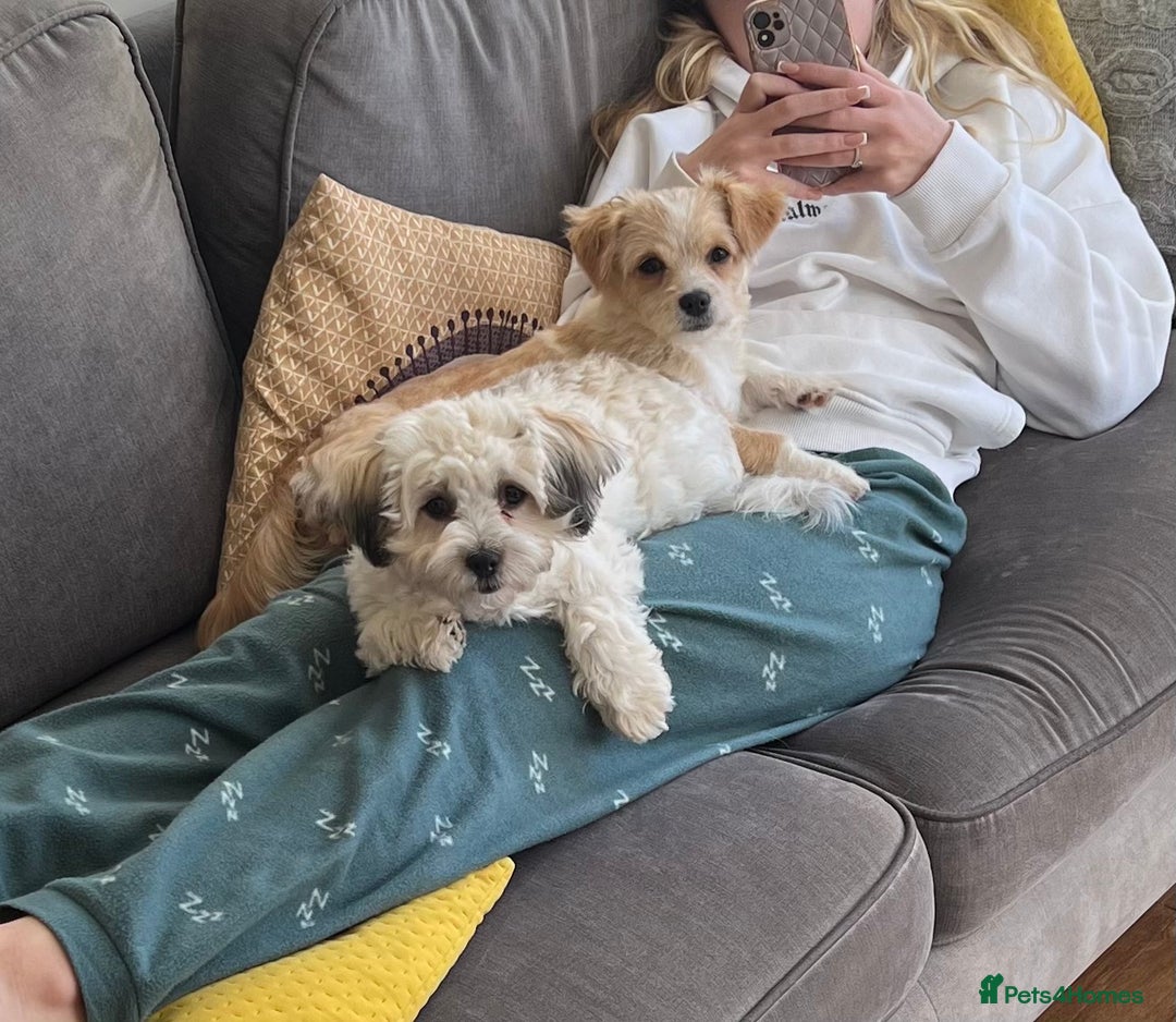 Mixed Breed dogs for sale: 2 year old Bichon Frise / Pomeranian sisters  - Image 5