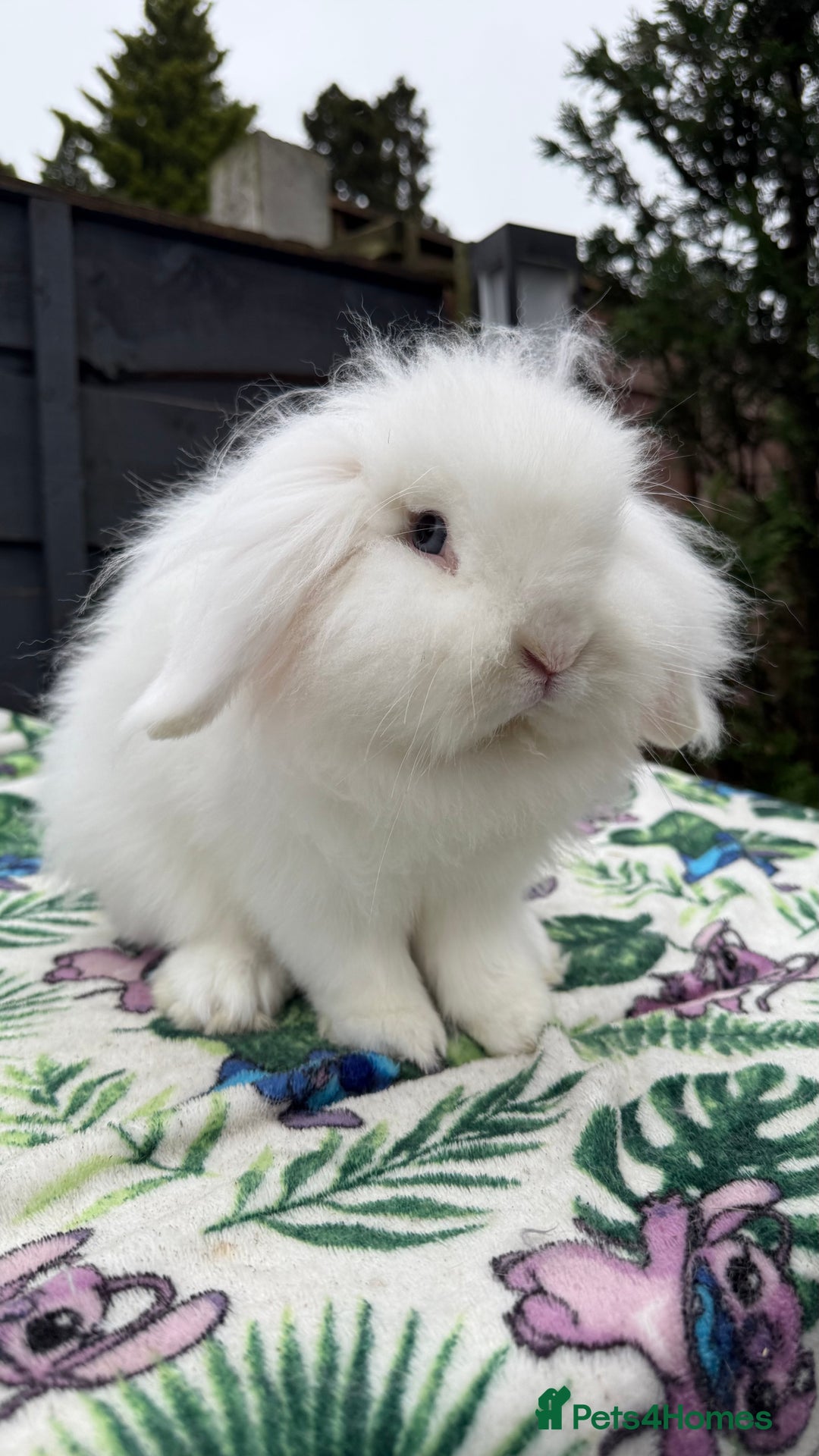 Mini Lion Lop rabbits for sale: Super Sweet, Beautiful Blue Eyed White Boy - Advert 6