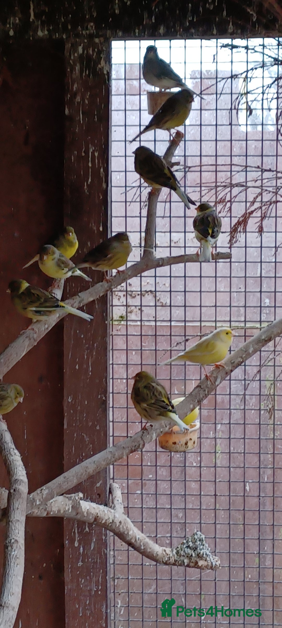 Canaries birds for sale: Mixed canaries  - Advert 2