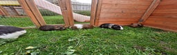 Guinea Pig rodents for sale: Baby guineas  - Advert 5