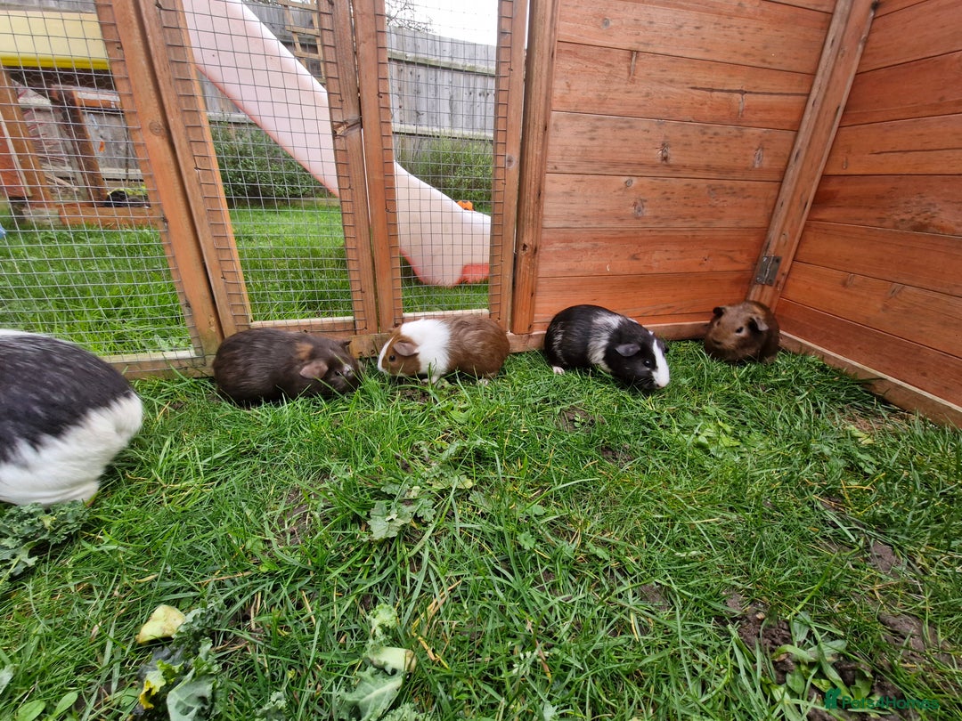 Guinea Pig rodents for sale: Baby guineas  - Advert 5