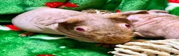 Guinea Pig rodents for sale: Superb Friendly pair of Skinny Pig Boys - Advert 3
