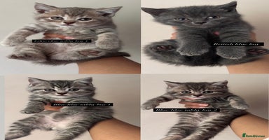 British Shorthair cats - Advert 5
