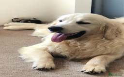 Golden Retriever dogs for sale: Golden retriever male - Image 1