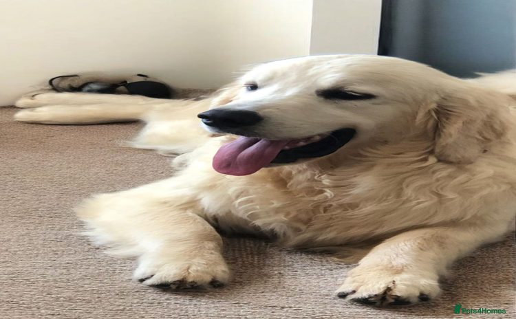 Golden Retriever dogs - Advert 3