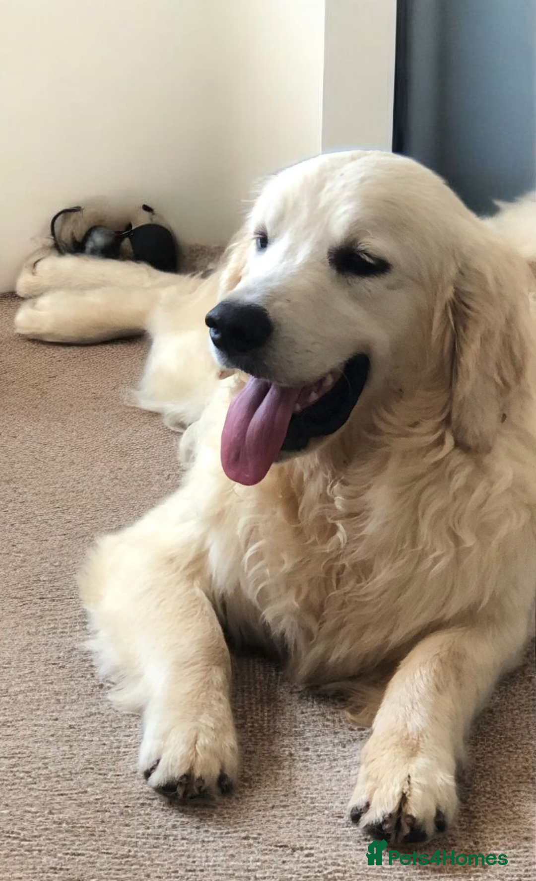 Golden Retriever dogs for sale: Golden retriever male - Image 1