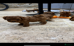 Cavapoo dogs for sale: Cavapoo pups  - Image 6