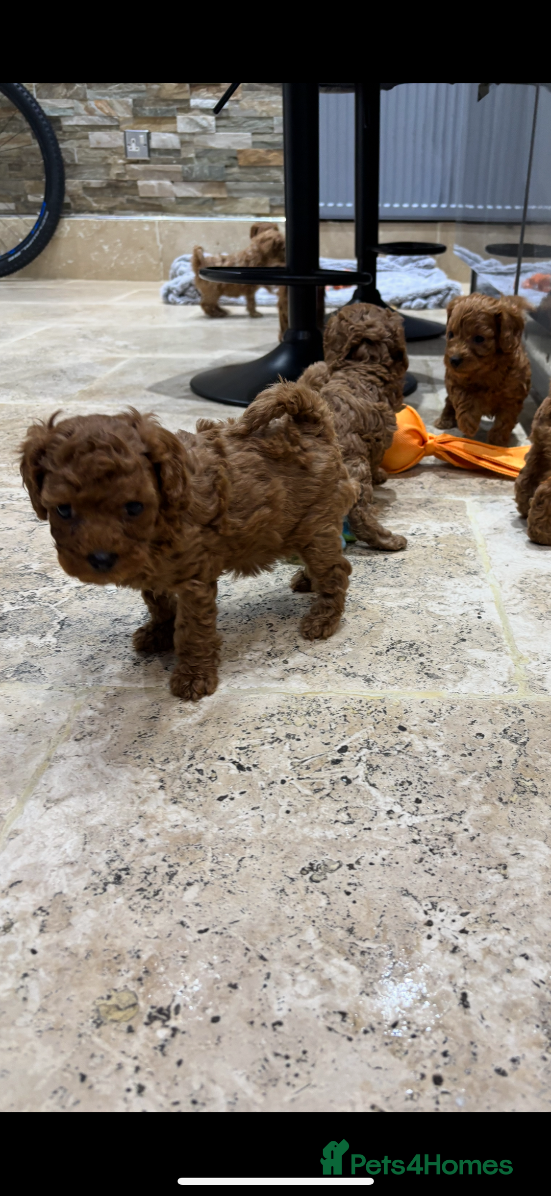 Cavapoo dogs for sale: Cavapoo pups  - Image 6
