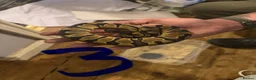 Python Snake reptiles for sale: 11 snakes for sale, 2 corns and 9 royal pythons  - Advert 8