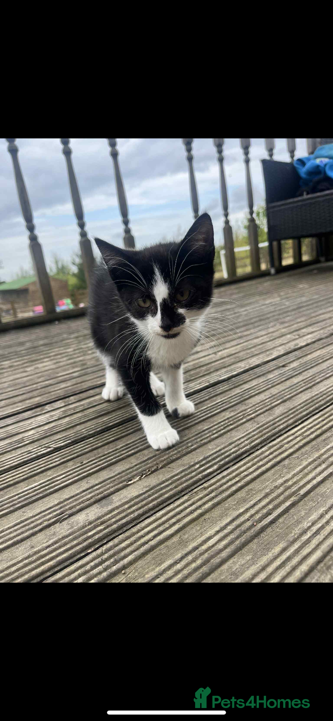Mixed Breed cats for sale:  female kittens  - Image 4