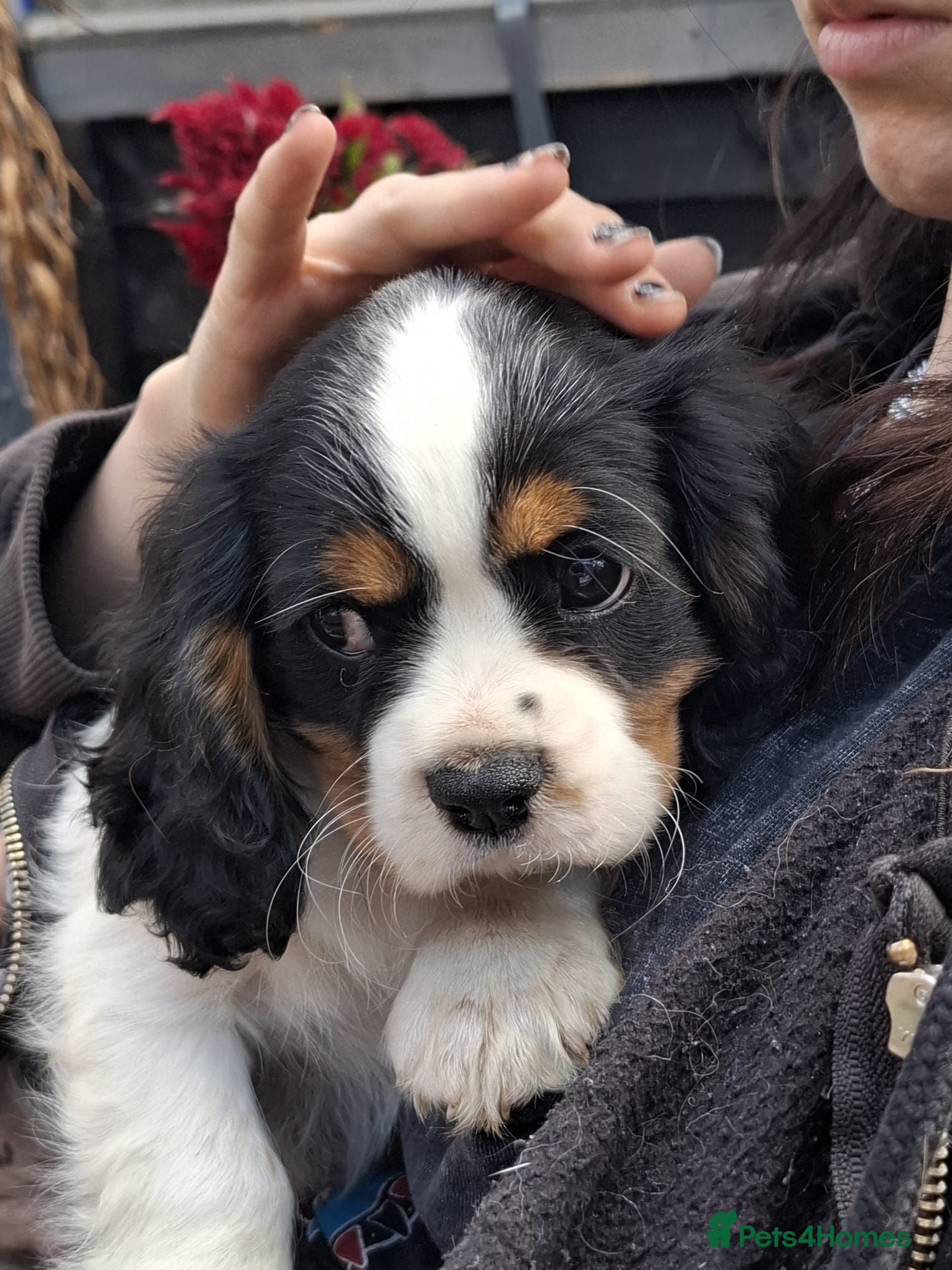 Cavalier King Charles Spaniel dogs 1 Tricolour Boy he is adorable 💚 ready now - Advert 1