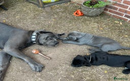 Cane Corso dogs for sale: Full Cane Corso, 1 Black Male remaining  in Newark - Image 25