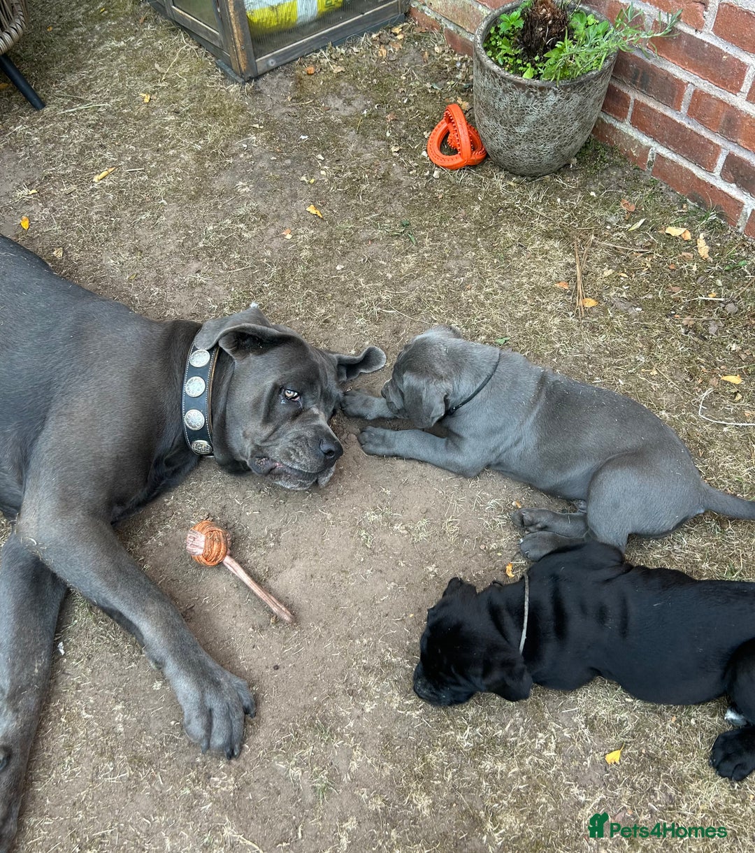 Cane Corso dogs for sale: Full Cane Corso, 1 Black Male remaining  in Newark - Image 25