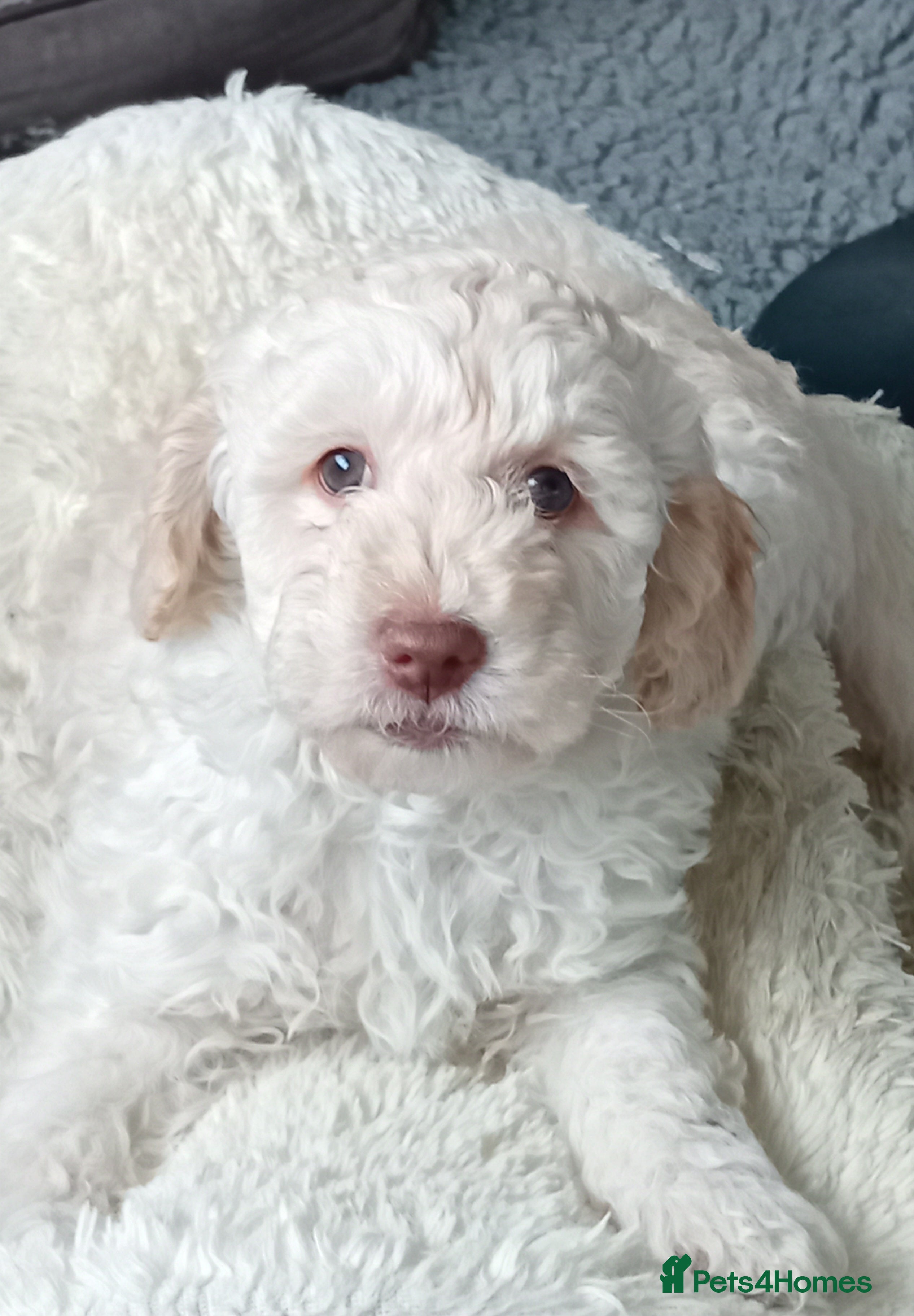 Goldendoodle dogs Adorable Miniature Double Doodle puppies  - Advert 8