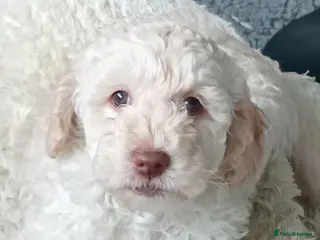 Goldendoodle dogs Adorable Miniature Double Doodle puppies - Advert 8