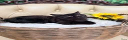 British Shorthair cats for sale: 🩵Fluffy British Shorthair🩵BOY - Advert 33