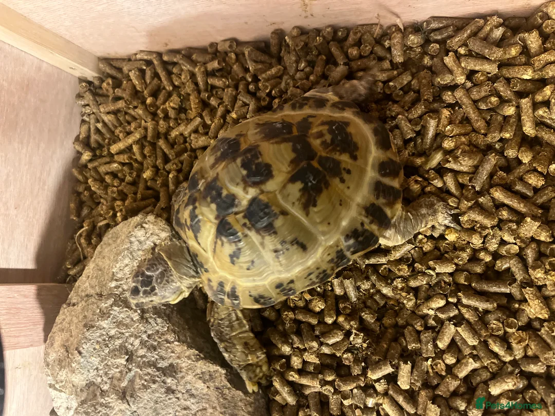 Tortoise reptiles for sale: Horsefield Tortoise 🐢  - Advert 4