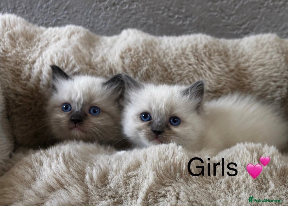 Ragdoll cats Gorgeous full ragdoll kittens 2 left ! - Advert 15