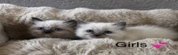 Ragdoll cats for sale: READY Sunday cute full ragdoll kittens 2 left - Advert 2