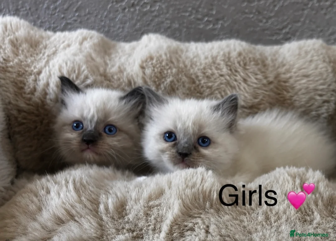 Ragdoll cats for sale: READY Sunday cute full ragdoll kittens 2 left - Advert 2