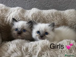Ragdoll cats Gorgeous full ragdoll kittens 2 left ! - Advert 15