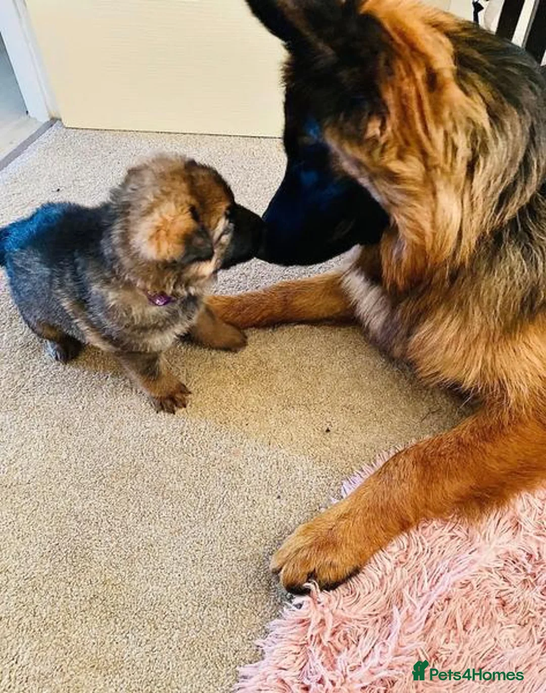 German Shepherd dogs for sale: German Shepherds looking for their forever homes in Glasgow - Advert 2