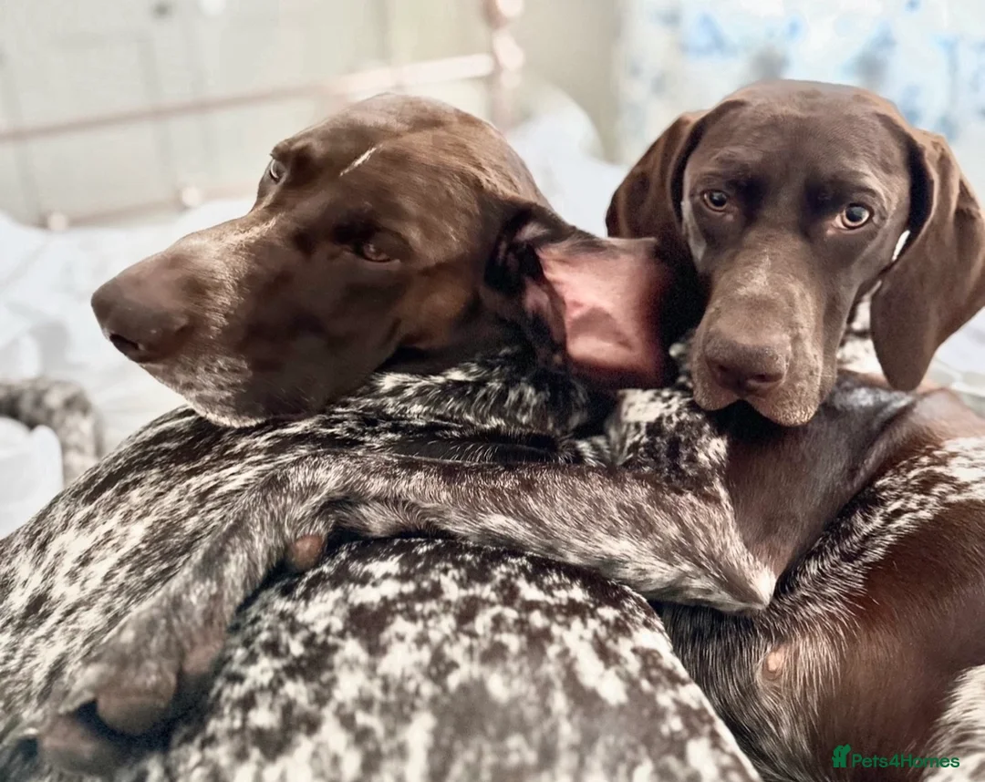 German Shorthaired Pointer dogs for sale: 🐾KC Registered German Shorthaired Pointer Puppies - Advert 10
