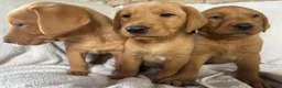 Labrador Retriever dogs for sale: Fox red Labrador - Advert 6