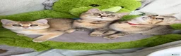 British Shorthair cats for sale: Adorable British Shorthair golden kittens   - Advert 25