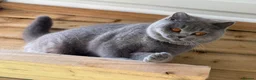 British Shorthair cats for sale: Beautiful girl  - Advert 3