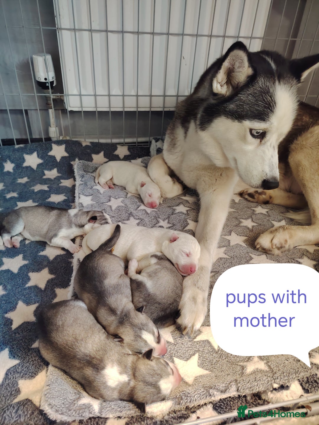 Siberian Husky dogs for sale: Siberian huskys puppys - Image 2