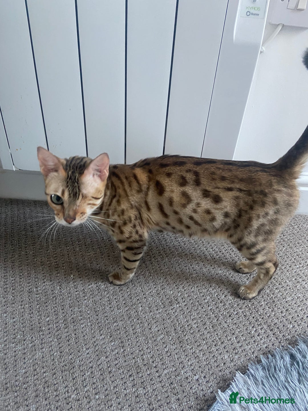 Ragdoll cats for sale: Silver ragdoll/Bengal  - Image 6