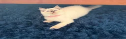 Ragdoll cats for sale: Stunning Ragdoll kittens  - Advert 3